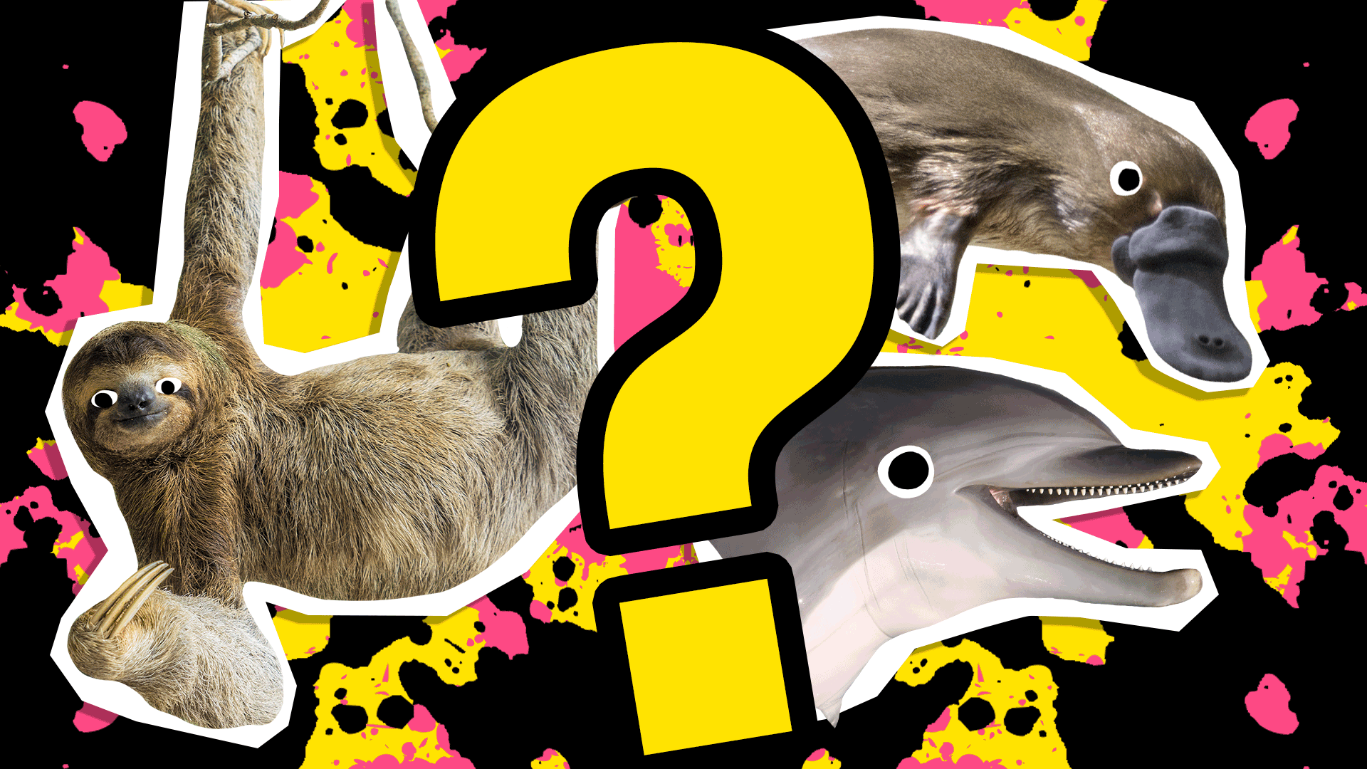 Find Out Your Animal Match with the What Animal Am I Quiz