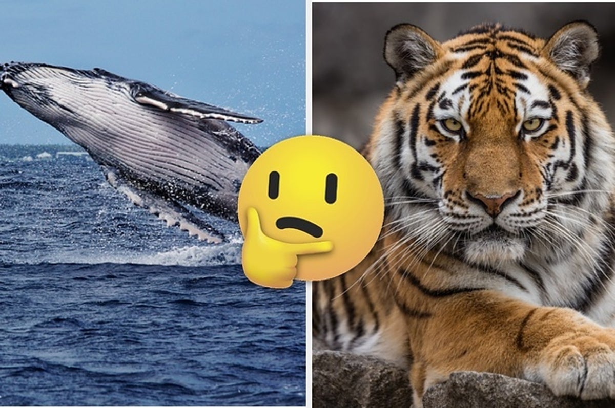 Take the Ultimate What Animal Are You Quiz and Find Your Wild Side