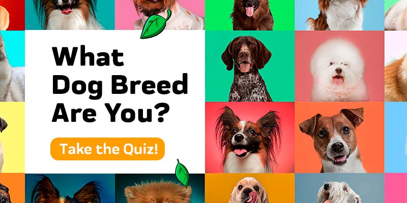 Discover Your Inner Dog Breed： Take the Ultimate What Dog Am I Quiz Now!