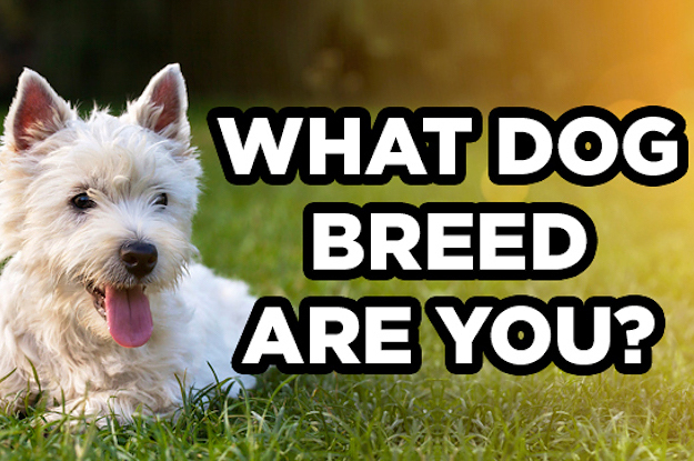 Discover Your Inner Dog Breed： Take the Ultimate What Dog Am I Quiz Now!