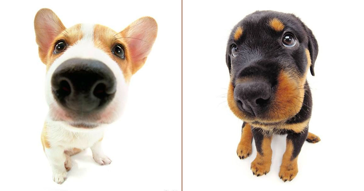 Discover Your Inner Dog Breed： Take the Ultimate What Dog Am I Quiz Now!