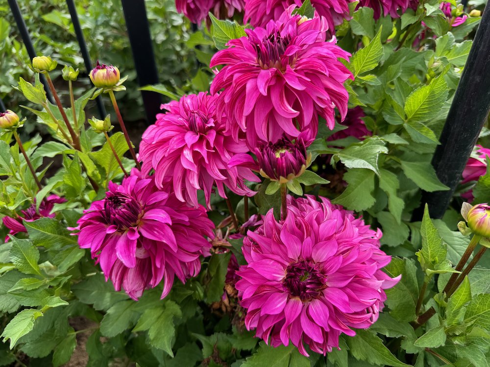 Why the Drama Queen Dahlia is a Must-Have for Vibrant Gardens