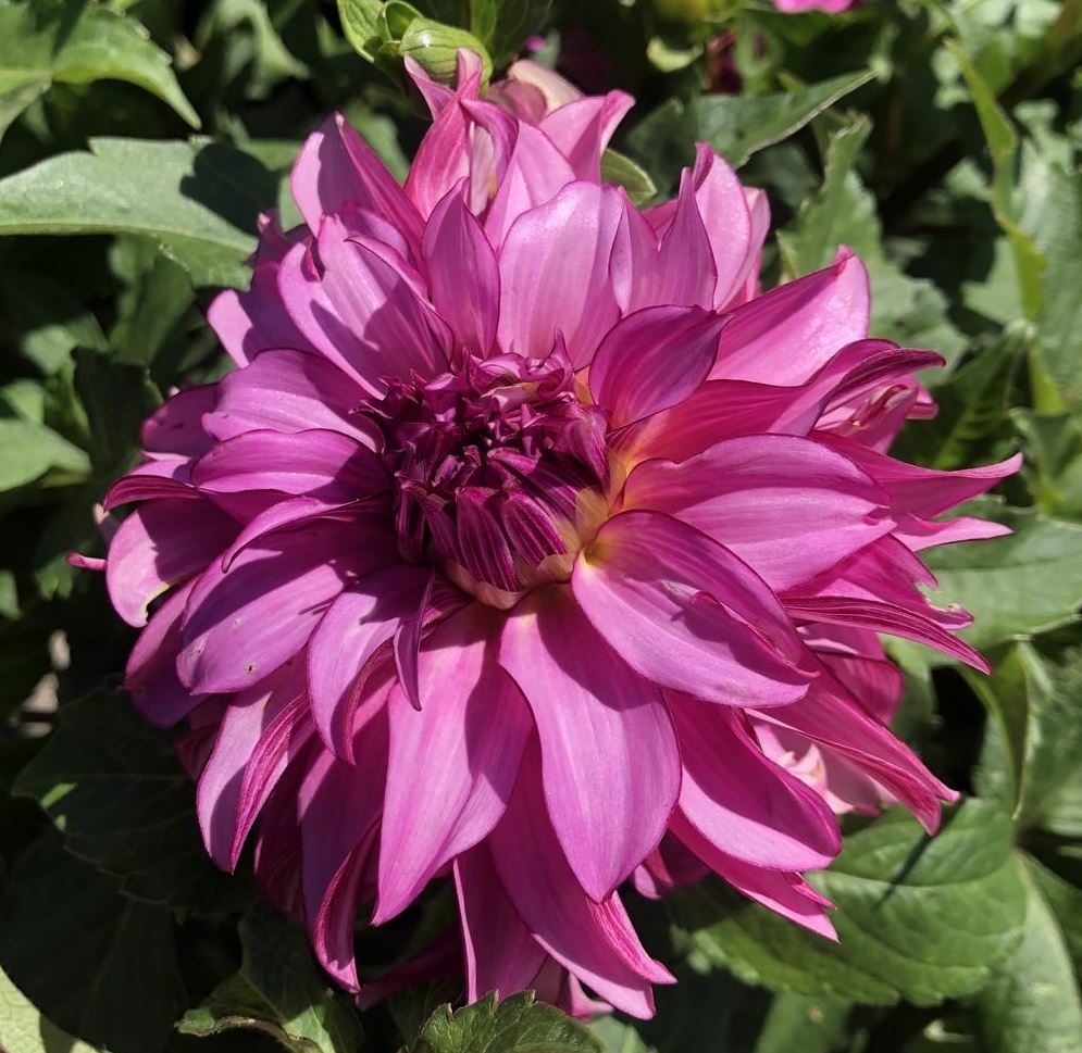 Why the Drama Queen Dahlia is a Must-Have for Vibrant Gardens