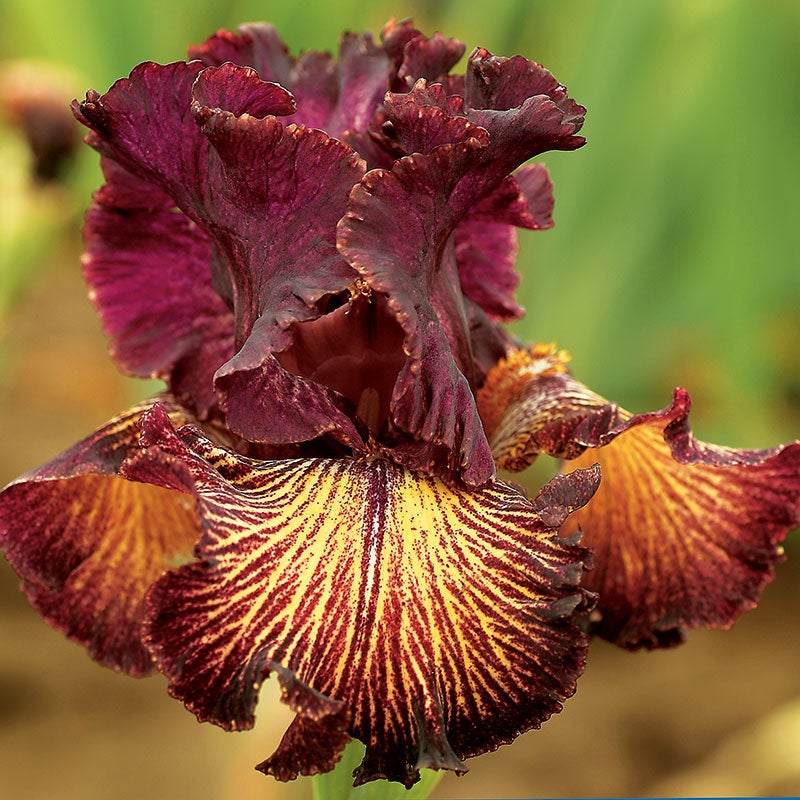 Drama Queen Iris: Elegant Burgundy and Gold Bearded Iris for Your Garden