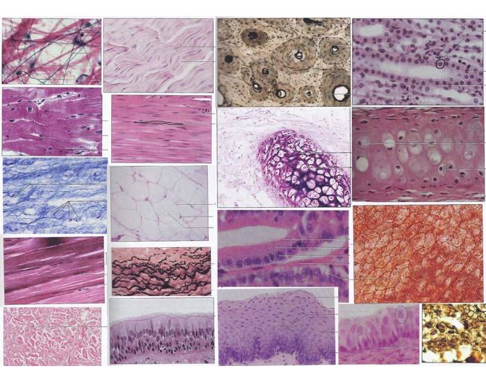 Learn Digital Histology with Fun and Engaging Quizzes for Beginners