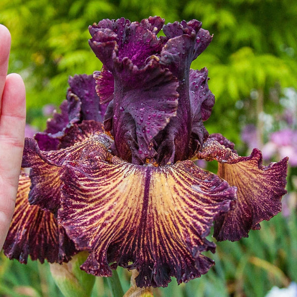 Drama Queen Iris: Elegant Burgundy and Gold Bearded Iris for Your Garden