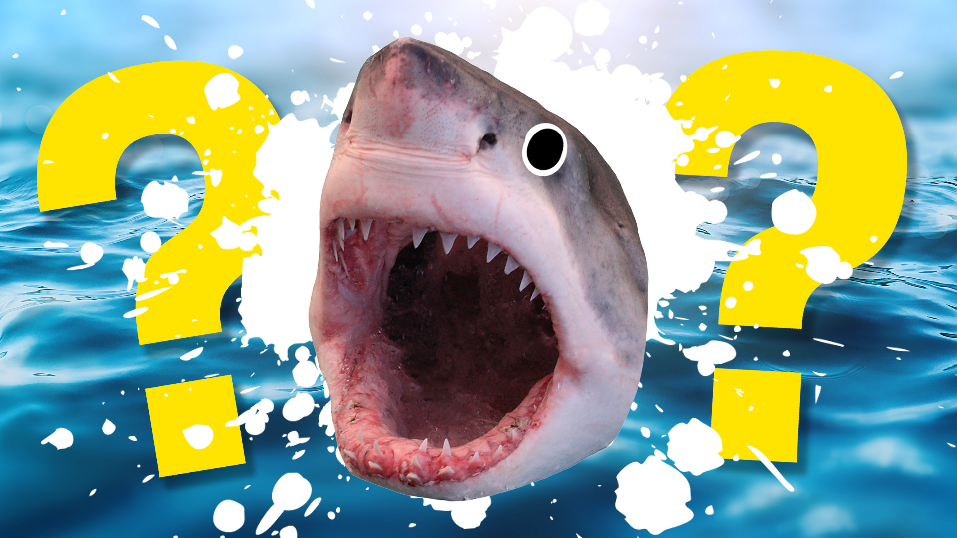 Fun Shark Quizzes: How Much Do You Know About Sharks?