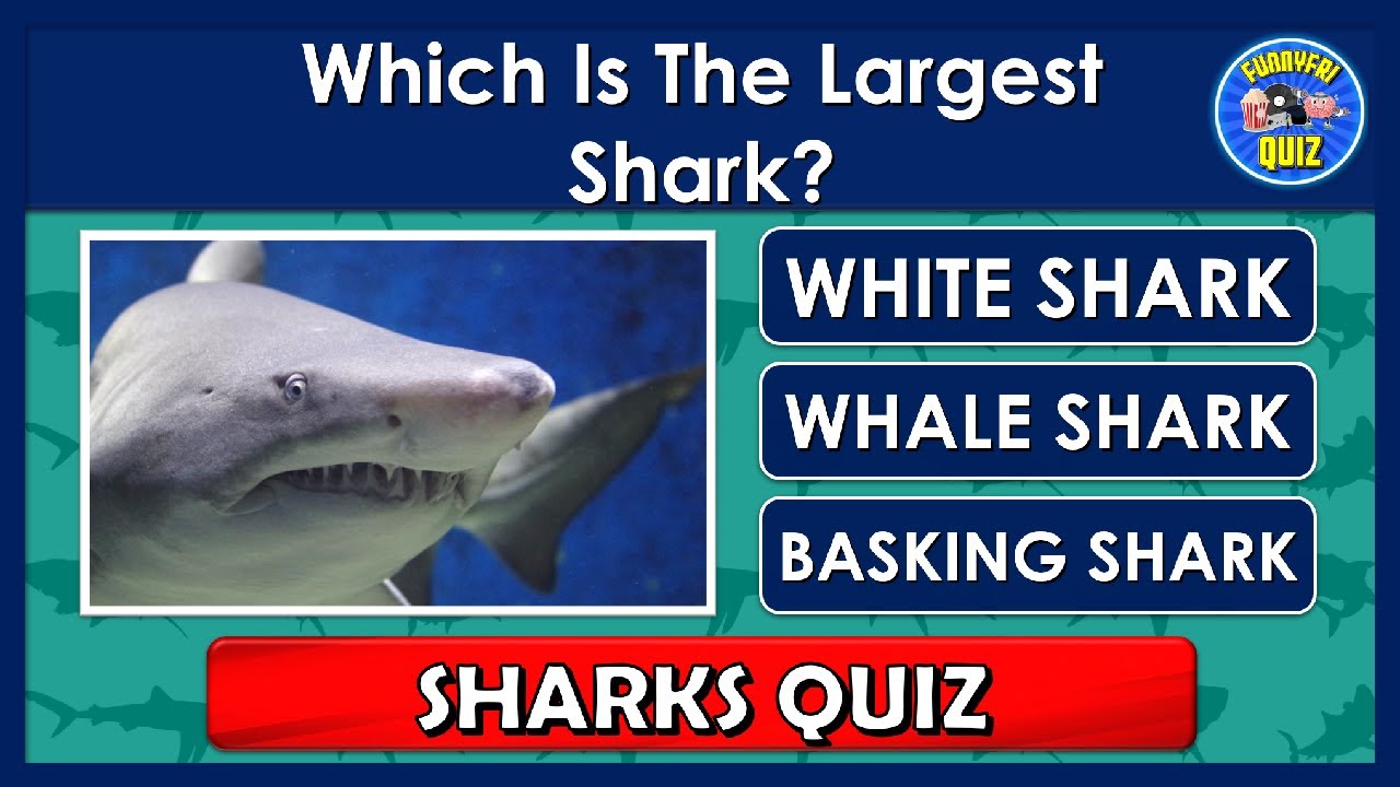 Fun Shark Quizzes: How Much Do You Know About Sharks?